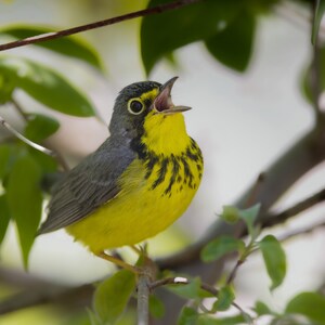 Canada Warbler Photo Print: Matted Birding Gift