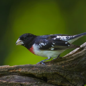 Rose-breasted Grosbeak Photo: Matted Bird Photography Print