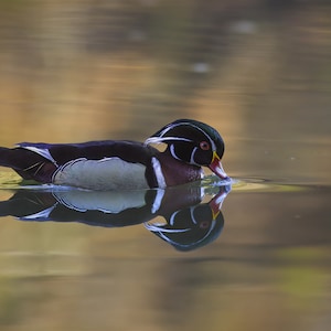 Wood Duck Photographic Print, Duck Photography, Duck Taking a Drink, Bird Photo, Wood Duck Wall Art, Cabin Decor, Nature Print, Birders Gift