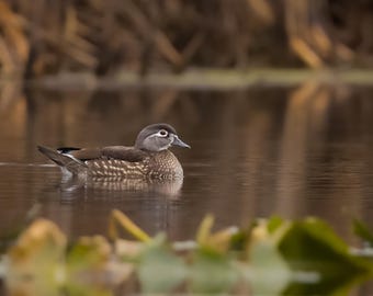 Wood Duck Photo, Female, Bird Photography, Wildlife Wall Art, Nature Prints, Waterfowl Pictures, Wood Duck Home Decor, Birdwatchers Gifts