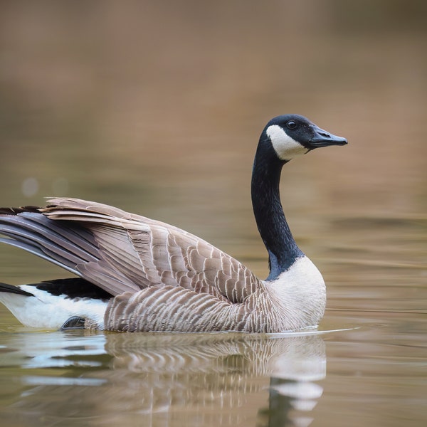 Canada Goose Photo, Bird Photography, Goose Photos, Photo Wall Hangings, Wildlife Photography, Nature Prints,  Birdwatchers Gifts, Goose Art