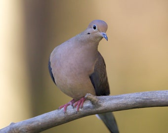 Mourning Dove Photo, Wildlife Photographs, Bird Photography, Nature Gifts, Bird Prints, Backyard Bird Photos, Mourning Dove Home Decor