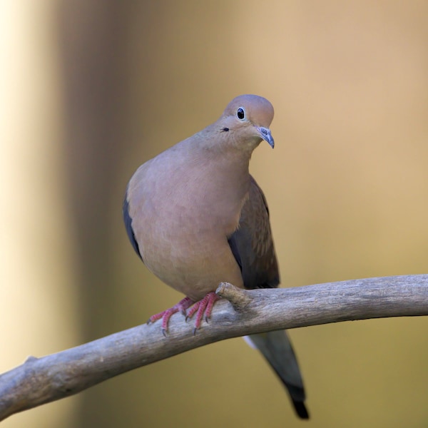 Mourning Dove Photo, Wildlife Photographs, Bird Photography, Nature Gifts, Bird Prints, Backyard Bird Photos, Mourning Dove Home Decor