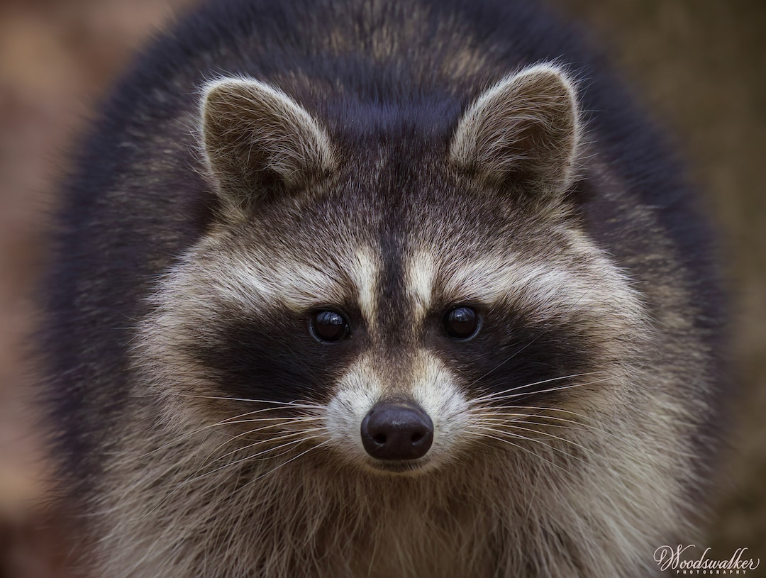Photograph Raccoons Raccoon Photo Print: Wildlife Nature Photography, Animal Wall Art - Etsy
