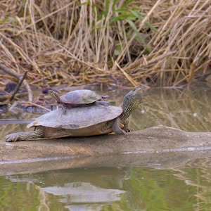 May include: A green and brown turtle with a smaller turtle on its back, both are on a log over a pond with green reeds in the background.