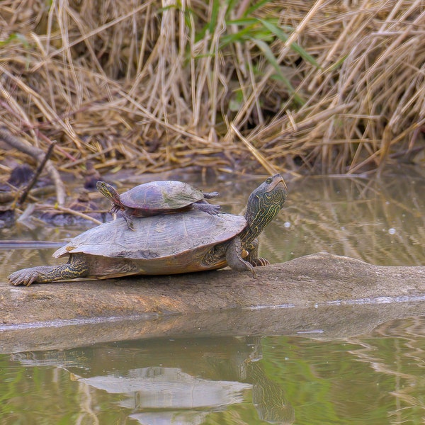 Common Map Turtle Photographic Print, Reptile Photography, Turtle Prints, Wildlife Photography, Turtle Photos, Reptile Pictures, Turtle Art