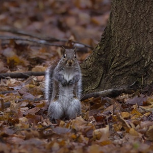 Gray Squirrel Photo: Matted Wildlife Art Print