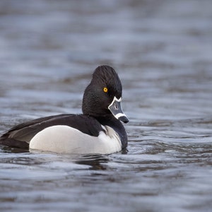 Ring-necked Duck Photo, Bird Photography, Duck Wall Art, Nature Prints, Waterfowl Pictures, Duck Home Decor, Birdwatcher Gift, Wildlife Art