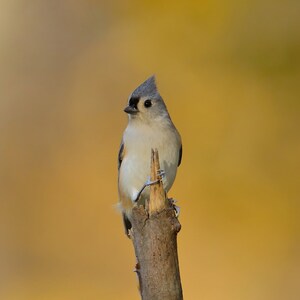 Tufted Titmouse Photo, Bird Photography, Titmouse Pictures, Wildlife Photo Gifts, Bird Portraits, Backyard Bird Prints, Wildlife Photography