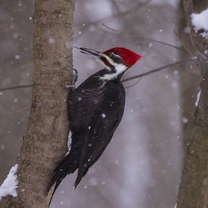 May include: A black and white woodpecker with a red head perched on a tree trunk in a snowy forest. The bird is looking to the right and has its beak open.