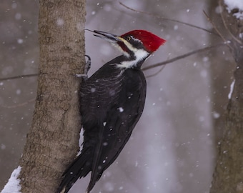 Pileated Woodpecker Photo Print: Wildlife Wall Art
