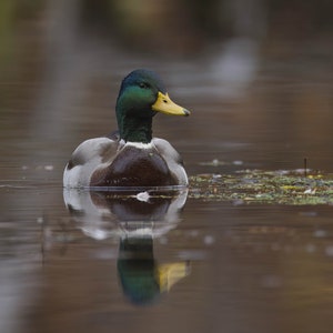 Mallard Photo, Duck Photography, Wildlife Wall Art, Nature Print, Waterfowl Picture, Cabin Wall Decor, Birdwatchers Gifts, Rustic Home Decor