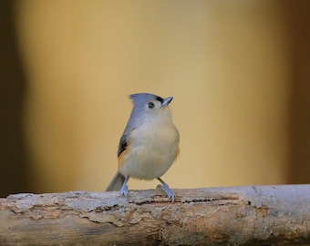 Tufted Titmouse Photo, Bird Photography, Titmouse Pictures, Wildlife Photos, Bird Portraits, Backyard Bird Prints, Birder Gifts, Nature Gift