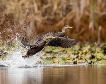 American Black Duck Photo, Bird Photography, Duck Wall Art, Nature Prints, Waterfowl Pictures, Duck Home Decor, Birdwatcher Gifts, Wildlife