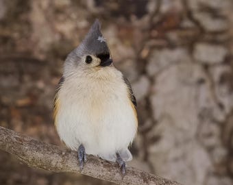 May include: A Tufted Titmouse bird perched on a tree branch. The bird has a gray crest, black eyes, and a white and tan body. The bird's feet are blue-gray, and it is set against a blurred, neutral background.