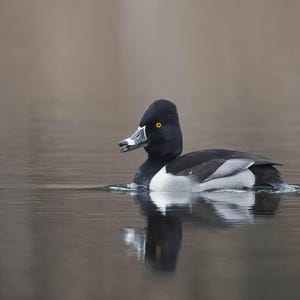 Ring-necked Duck Photo, Bird Photography, Duck Wall Art, Nature Prints, Waterfowl Pictures, Duck Home Decor, Birdwatcher Gifts, Wildlife Art