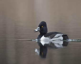 Ring-necked Duck Photo, Bird Photography, Duck Wall Art, Nature Prints, Waterfowl Pictures, Duck Home Decor, Birdwatcher Gifts, Wildlife Art