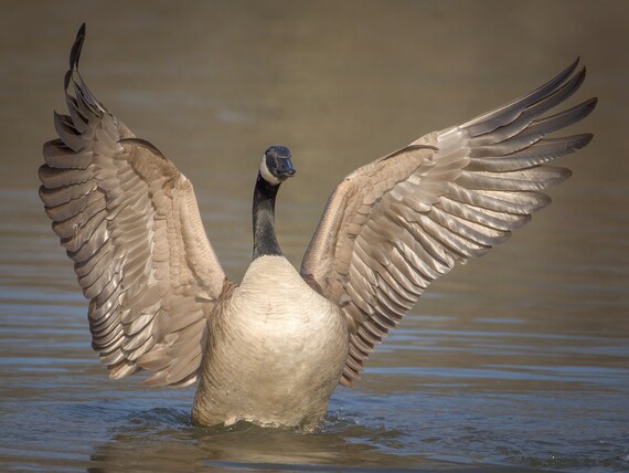 Canada Goose Photo Bird Photography Goose