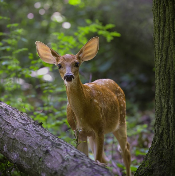 White-tailed Deer Fawn Photo: Matted Nature Photography Print