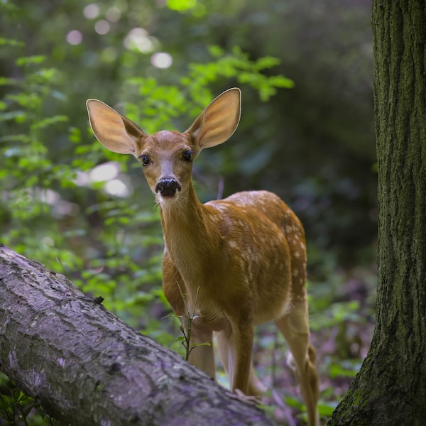 White-tailed Deer Fawn Photo, Nature Photography, Wildlife Photos, Backyard Photography, Animal Babies, Woodland Landscapes, Deer Home Decor