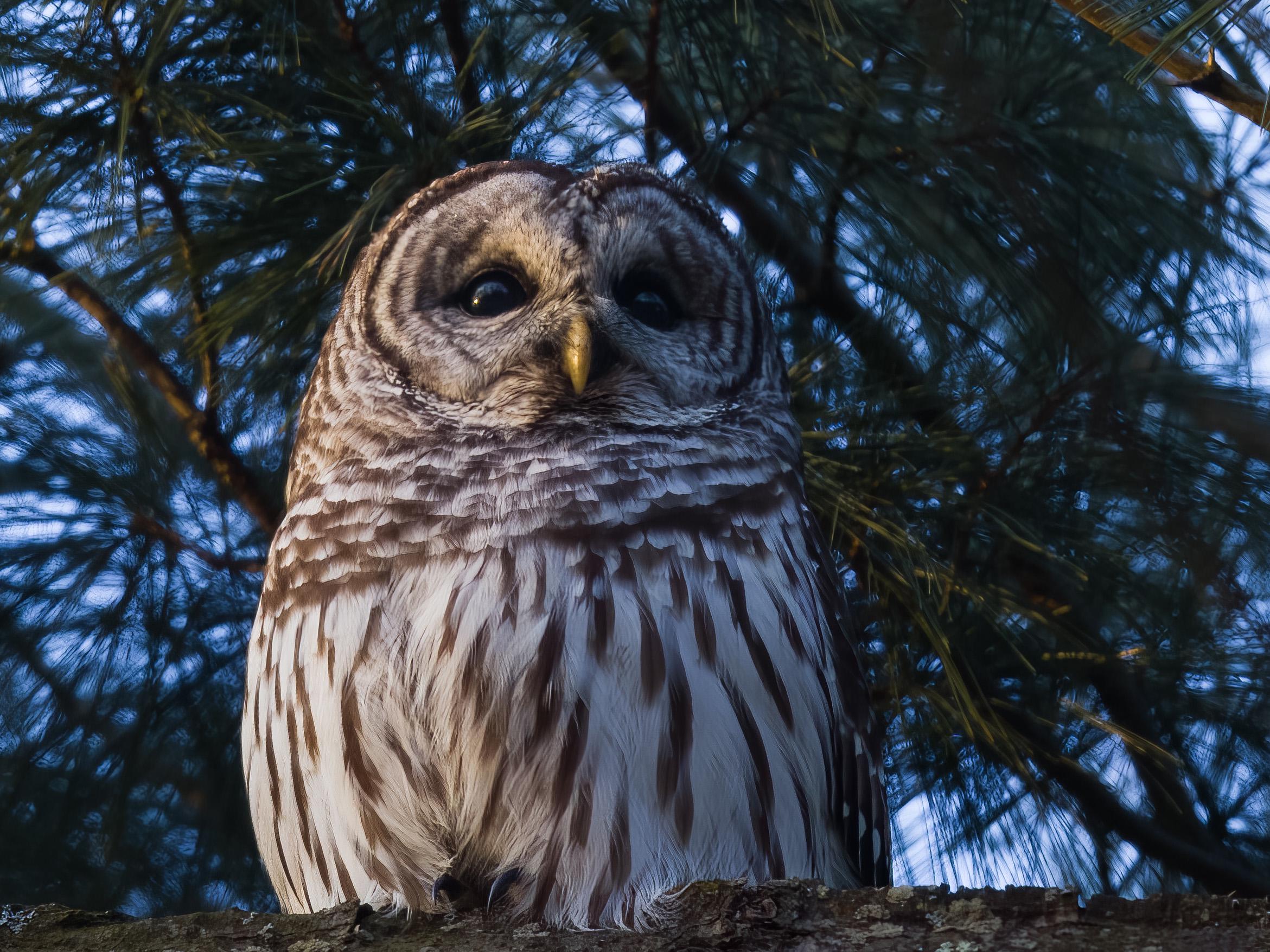 Barred Owl Photo Print: Matted Bird Photography, Nature Wall Art