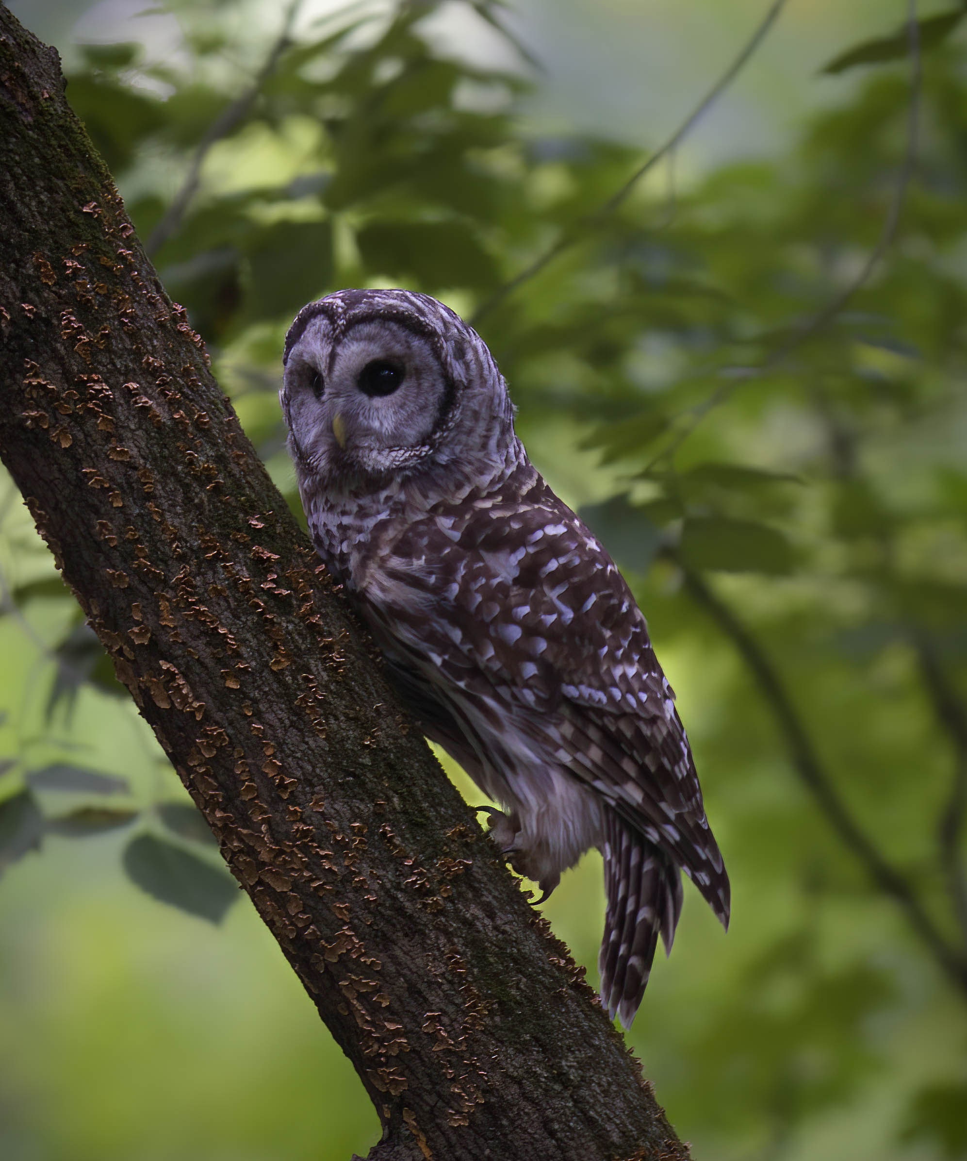 Barred Owl Photo Print: Matted Bird Photography, Nature Wall Art