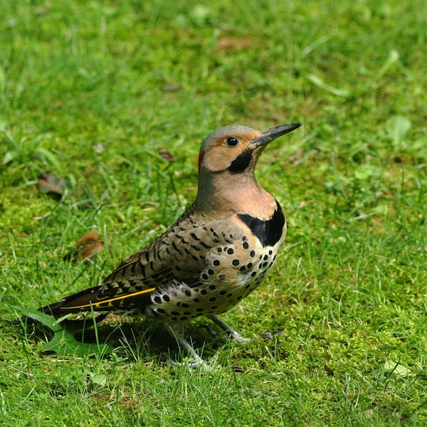 Northern Flicker Photo, Bird Photography, Nature Prints, Wildlife Wall Decor, Woodpecker Photos, Birdwatchers Gifts, Woodpecker Fine Art