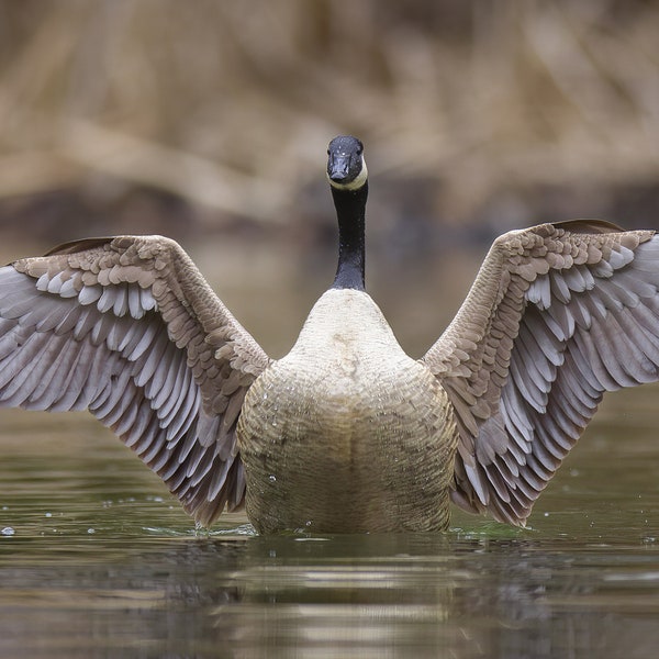 Canada Goose Photo, Bird Photography, Wildlife Photos, Nature Prints, Goose with Wings Spread, Cabin Wall Art, Waterfowl Photography, Birds