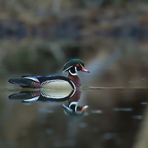 Wood Duck Photo Print: Wildlife Nature Photography, Matted