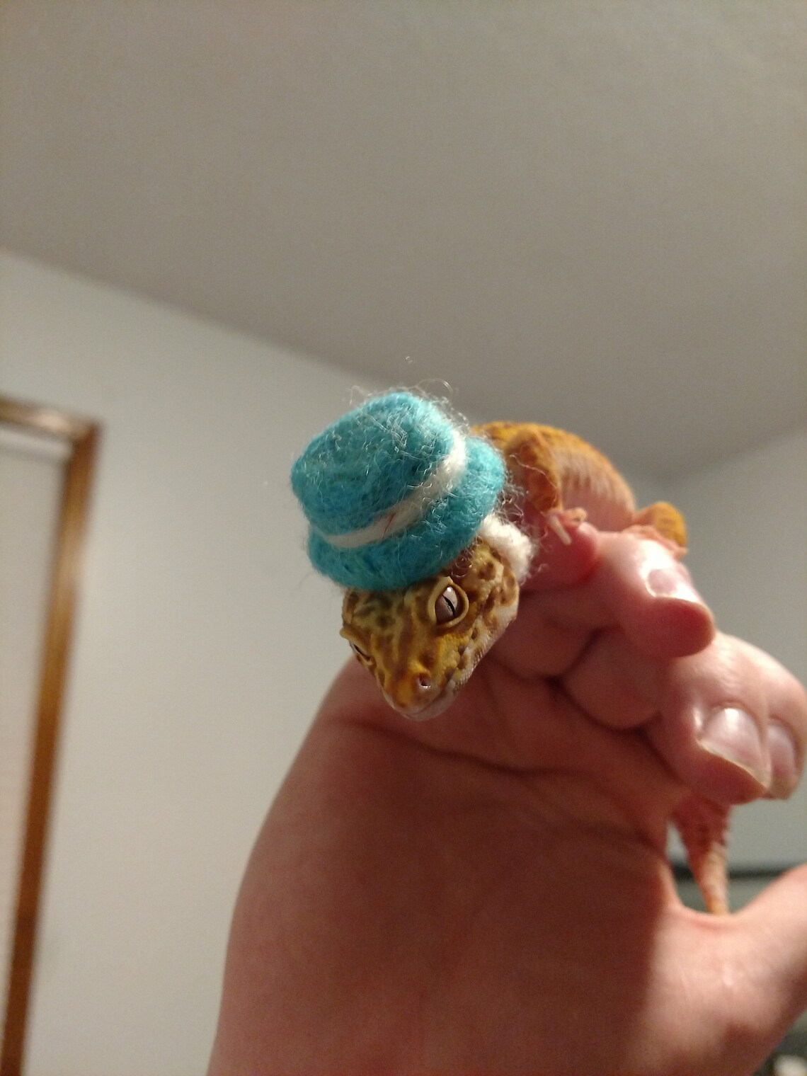 Leopard Gecko and Other Lizard Hats Etsy