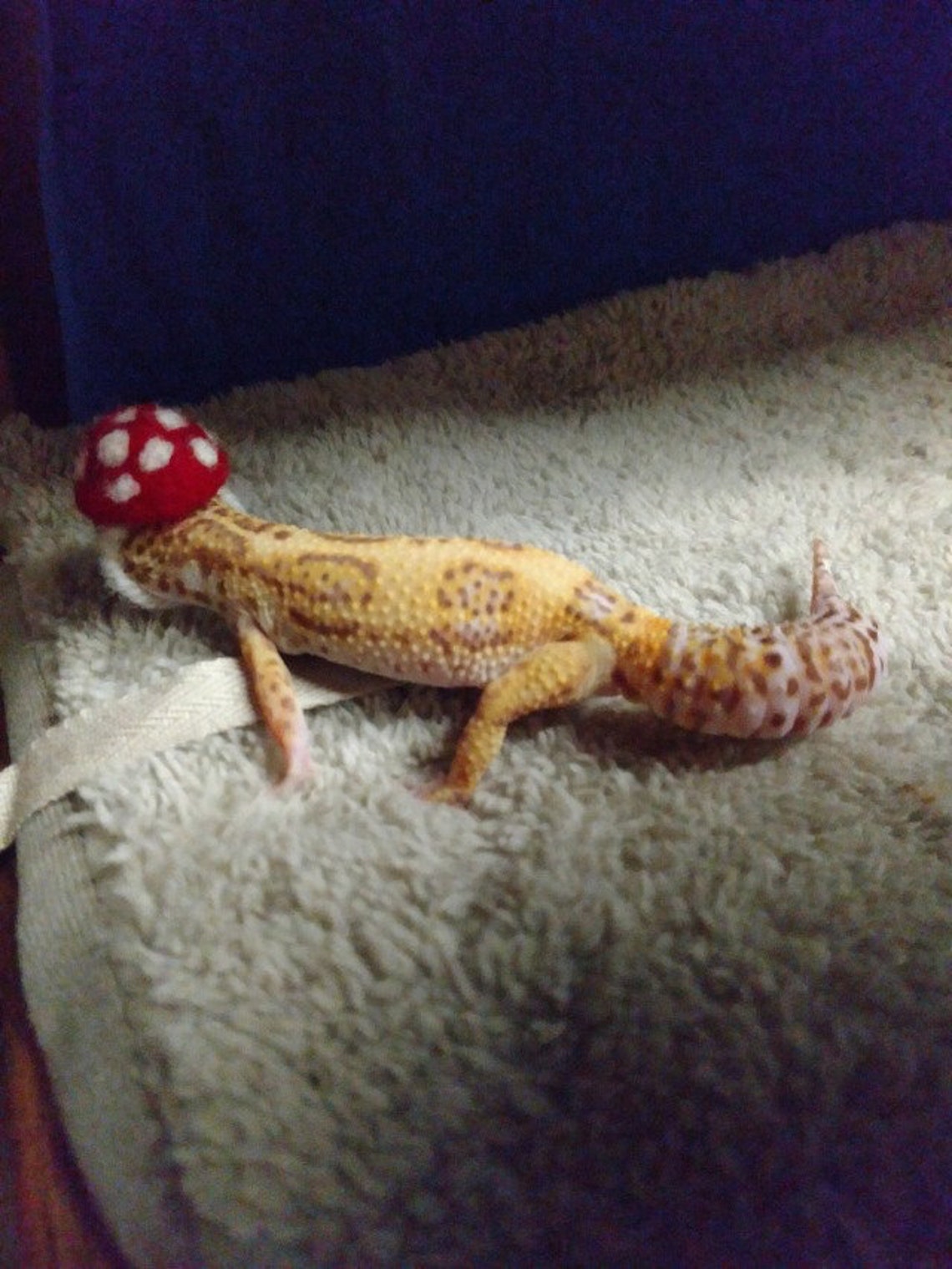 Leopard Gecko and Other Lizard Hats Etsy