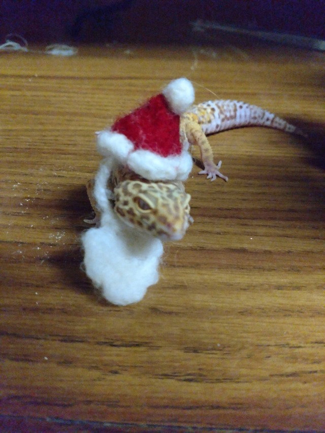Leopard Gecko and Other Lizard Hats Etsy