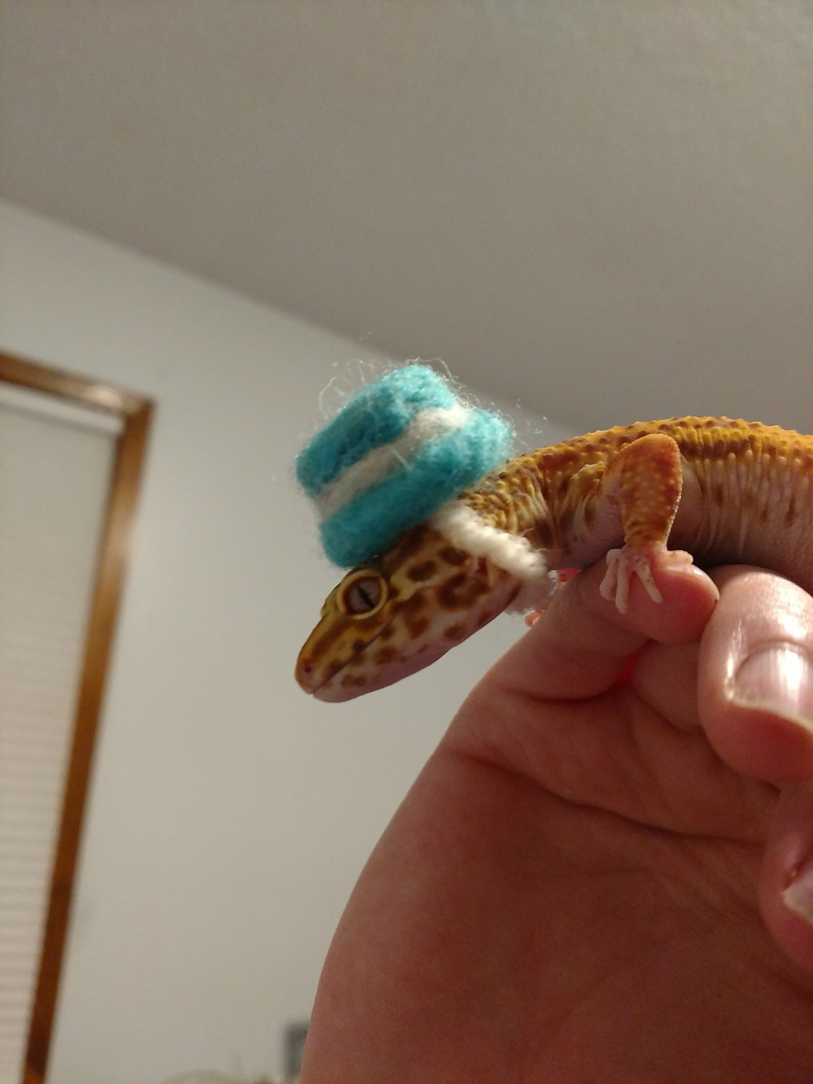 Leopard Gecko and Other Lizard Hats Etsy