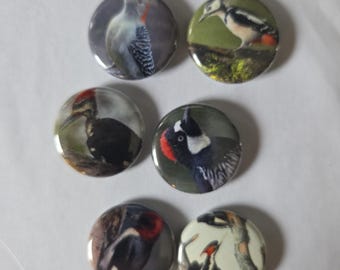 6 Woodpecker 1" Badges / Pins