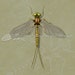 Mayfly Illustration - Digital Files Png, Jpeg With Embossed ...