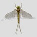 Mayfly Illustration - Digital Files Png, Jpeg With Embossed ...