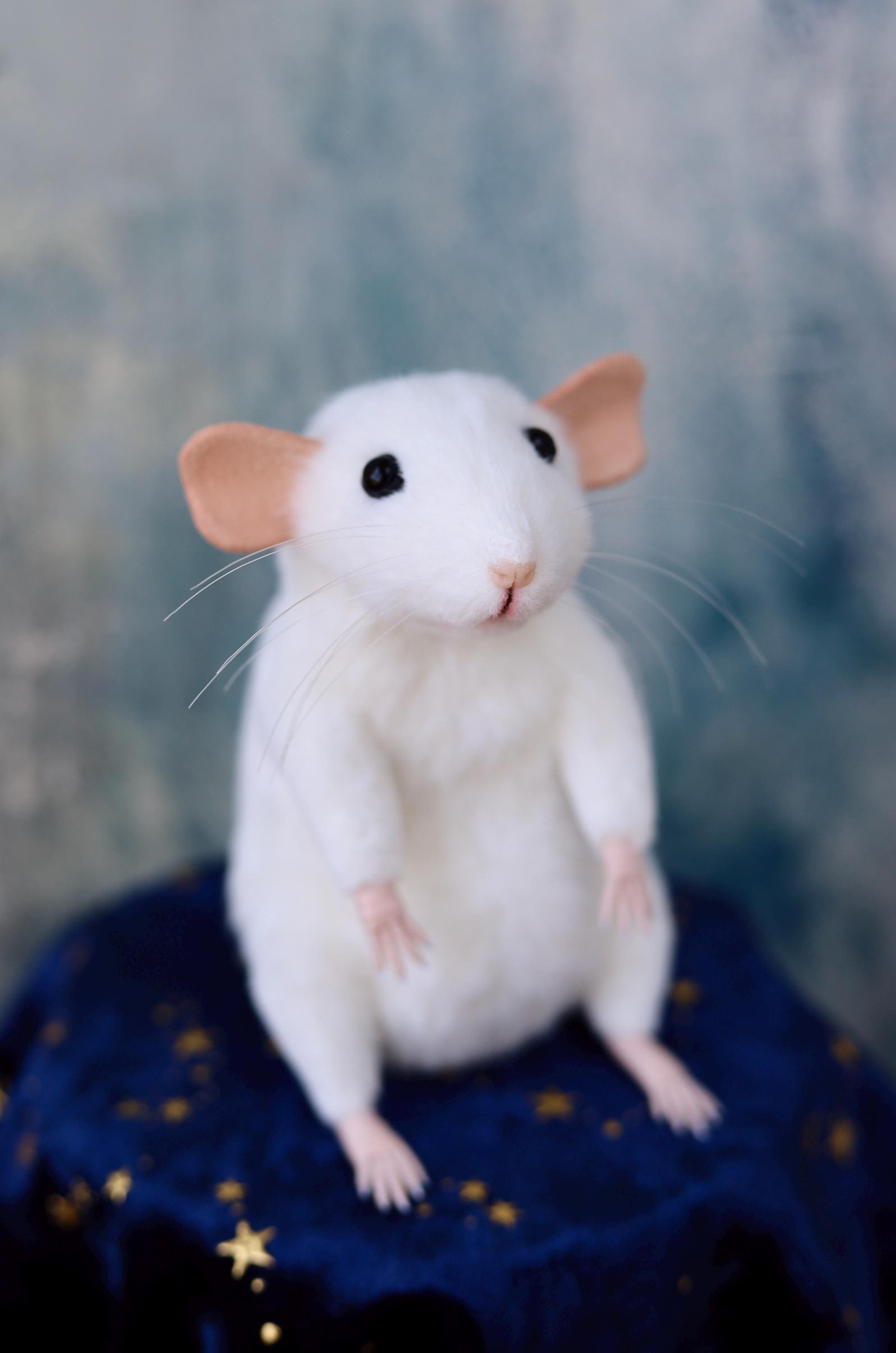 Fancy Fawn Colored Dumbo Eared Pet Rat Playing Trumpet Stock Photo, Picture  and Royalty Free Image. Image 100942648., image size:1988x3000
