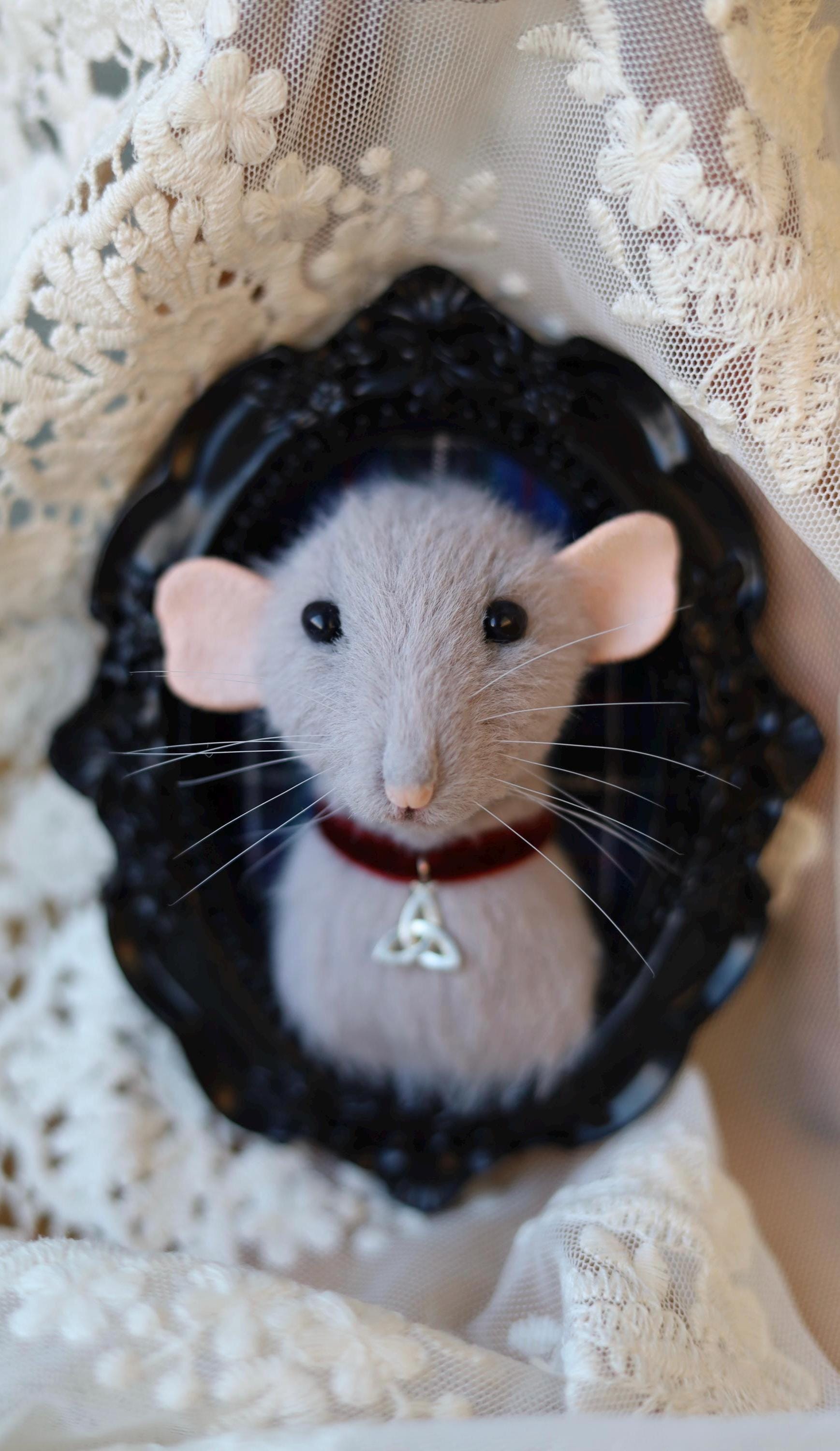 Dumbo rat toy Polska