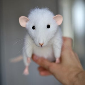 Made to order White rat, soft sculpture, plush mouse, stuffed rat, mouse sculpture, ooak plush toy, realistic rat figurine, pet rat portrait