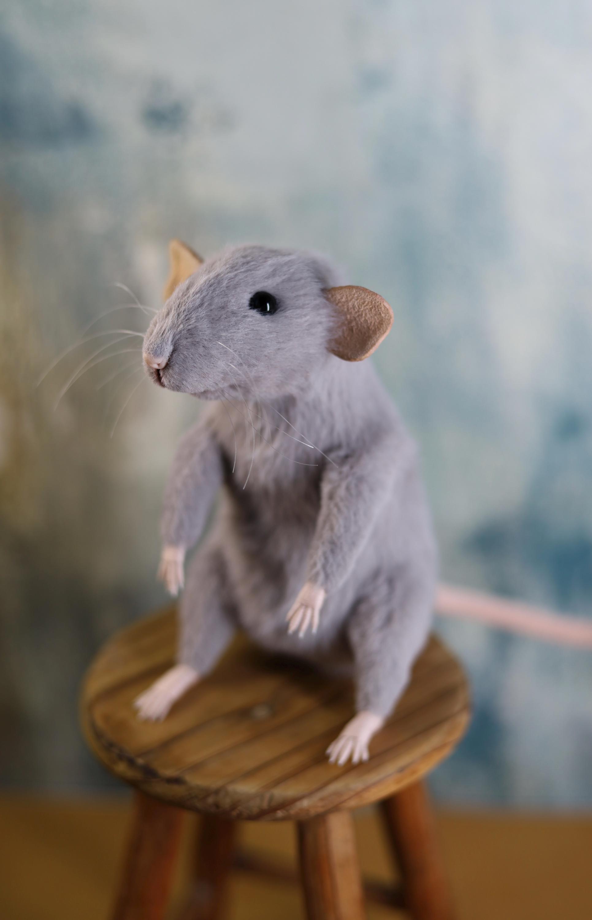 Top black dumbo rat Top Sellers, image size:1931x3000