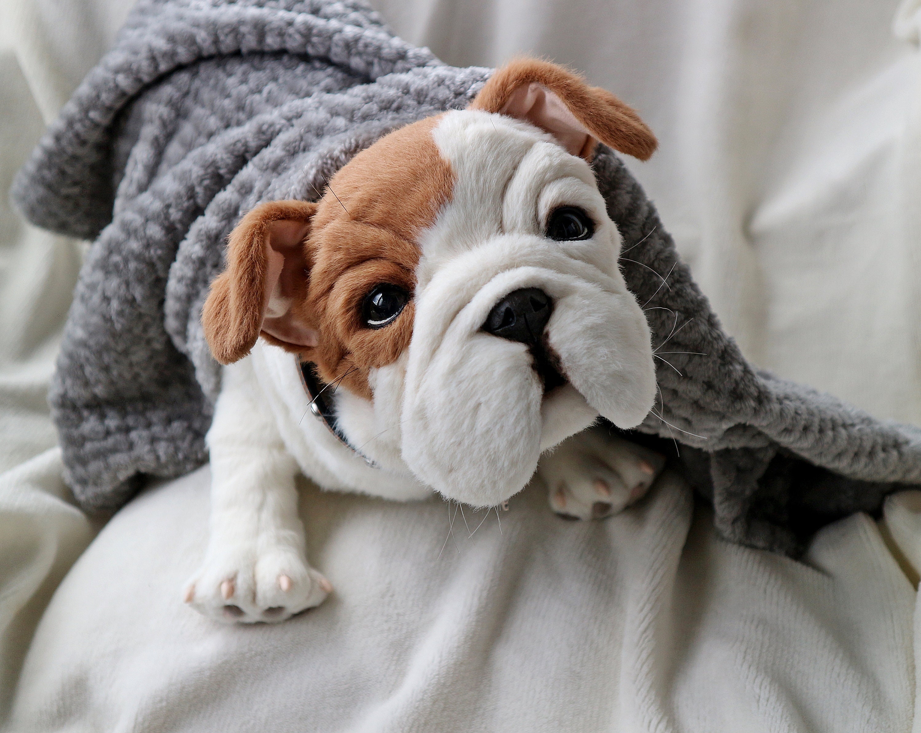 English Bulldog BRUNO Plush Dog Stuffed Toy Pet Replica - Etsy Canada