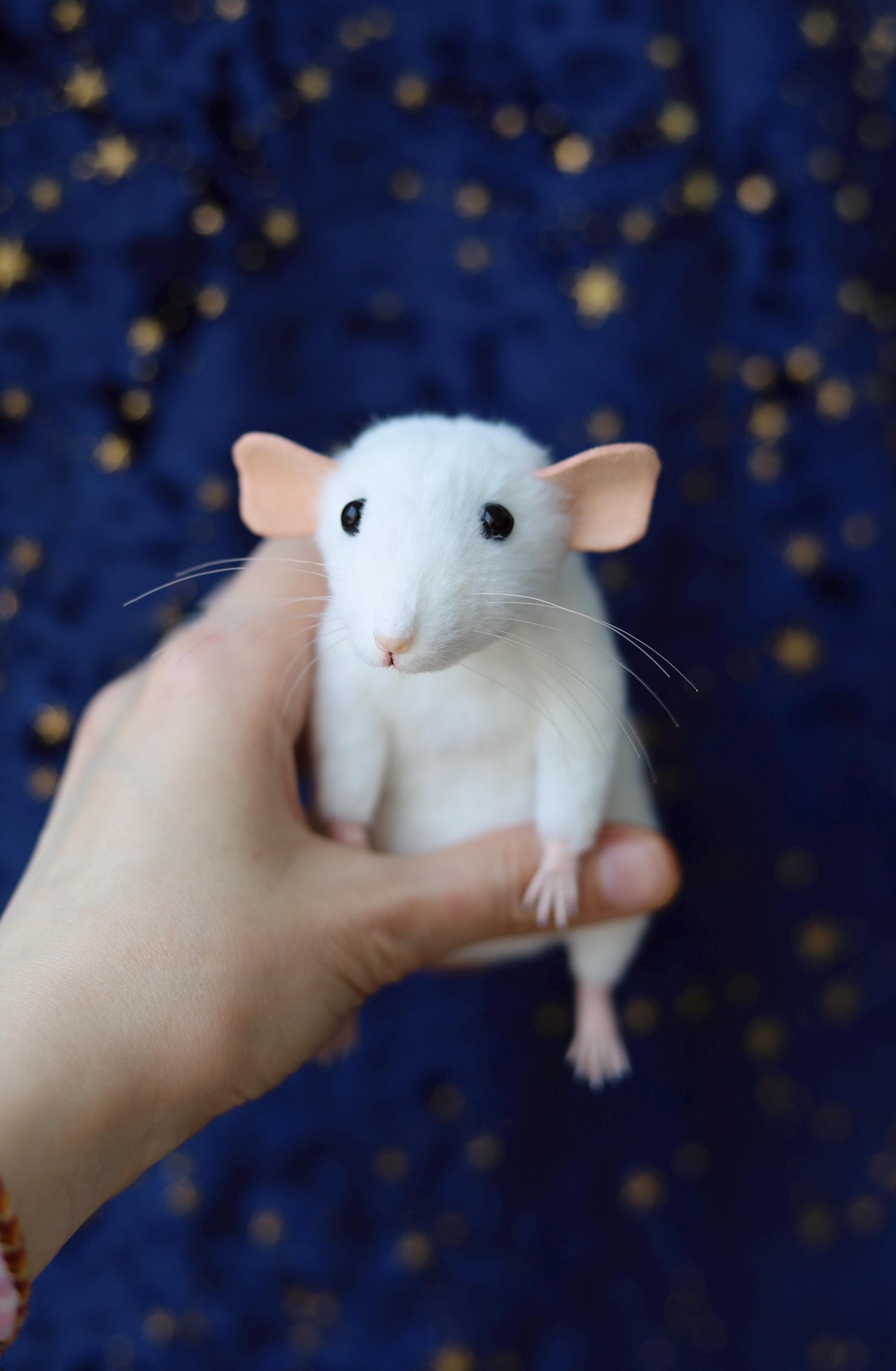 販売中】ﾗｯﾄ ﾌﾞﾗｯｸﾊｽｷｰ ﾚｯｷｽﾀﾞﾝﾎﾞ またまたかわいいﾊｽｷｰです。 なんでﾊｽｷｰﾀﾞﾝﾎﾞってこういう顔するのかな、かわいすぎ、食べちゃいたい！  まだちょっと幼いので、お渡しまで数日かかります。 #ファンシーラット #横浜市ペットショップ, image size:1963x3000