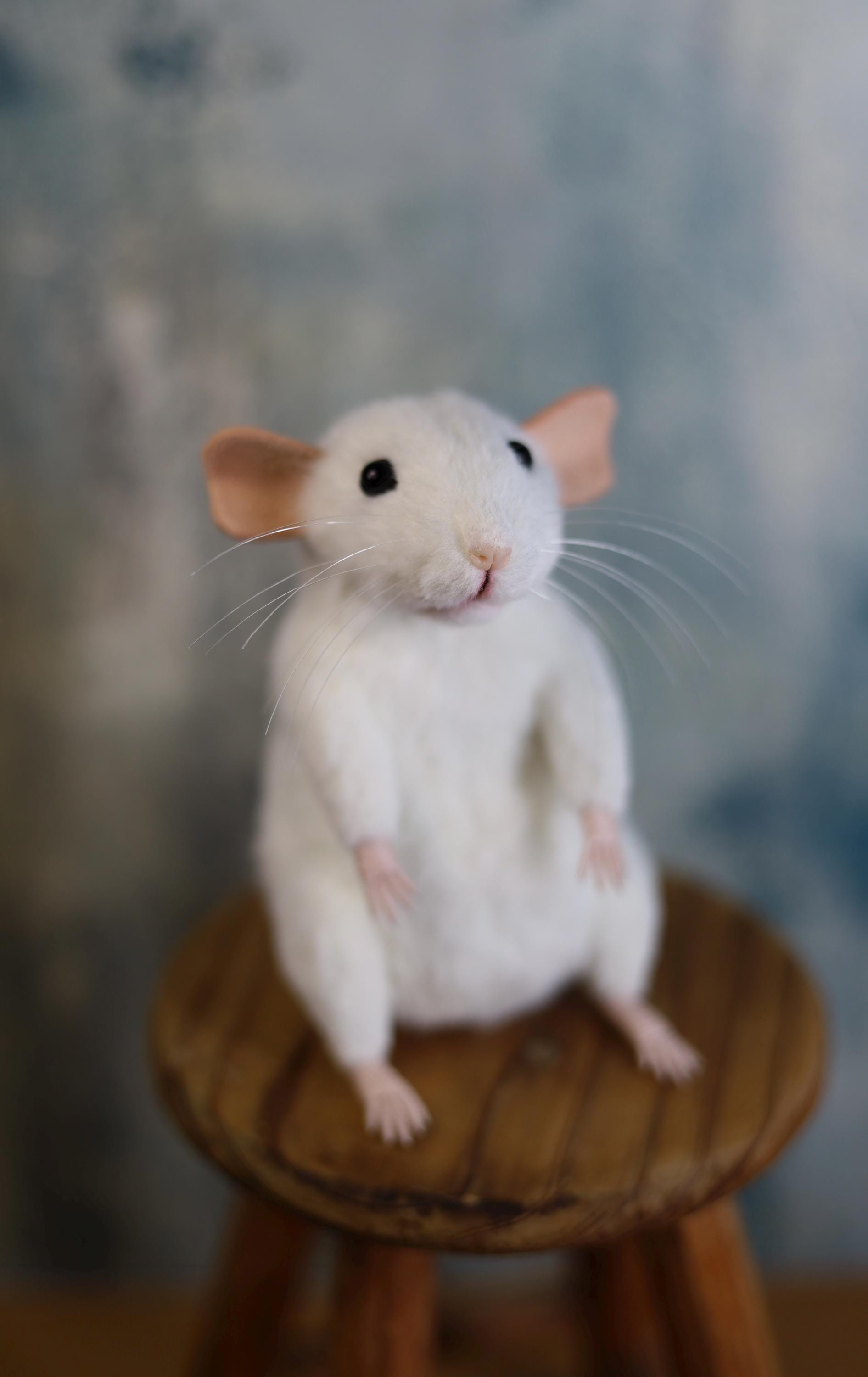 Shop blue dumbo rats for sale Top Sale, image size:1891x3000