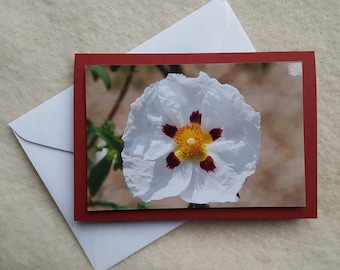 WEISSER MOHN Grußkarte mit Originalfoto