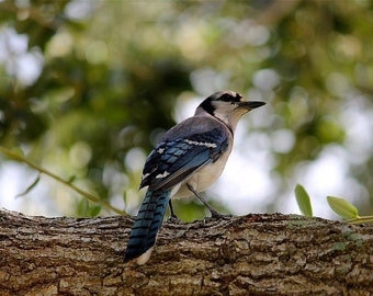 Blue Jay Notecard / Greeting Card