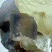 see more listings in the Fluorite Specimens  section