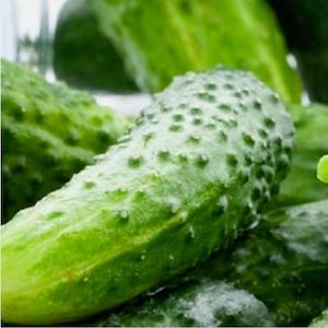 Boston Pickling Cucumber Seeds | NON-GMO Cucumber Seeds | Heirloom Garden Seeds