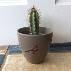 Decoupage Chaffinch Bird Ceramic Cactus Pot - Garden Decor