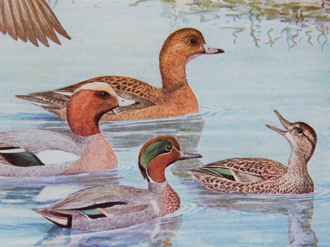 Affiche Vintage Louis Agassiz Fuertes – Canards D'Afrique, Bahamas, Galapagos – Poster Nature