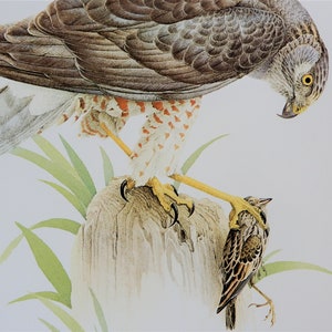 May include: A brown and gray hawk with yellow eyes is perched on a weathered log, holding a small brown bird in its talons.
